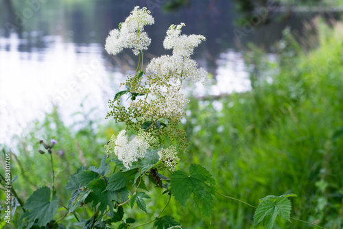Blooming white filipendula ulmaria or meadowsweet blooms on the river bank photo