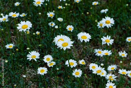 Daisy flowers blooming in summer