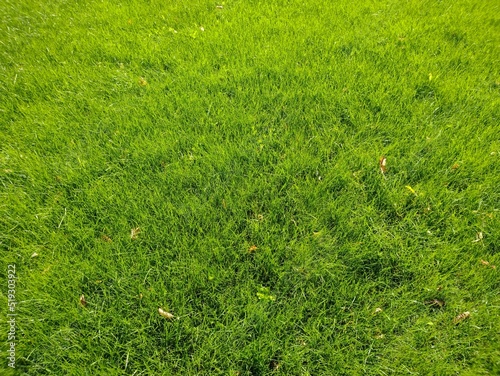 green grass texture background. green grass. lawn with green grass.