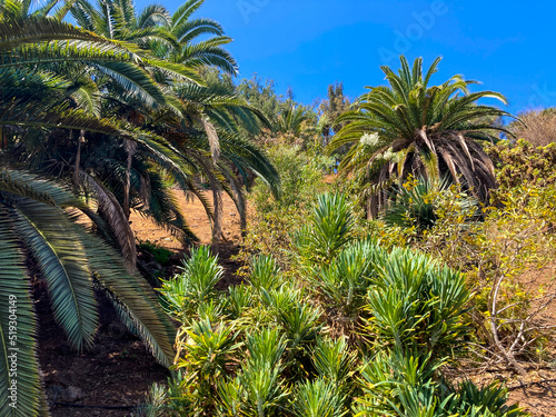 Botanical tropical city park of Puerto de la Cruz  Tenerife  Canary Islands  Spain