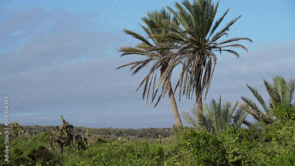 Palm Trees at the Galapagos island in Santa Cruz Landscape blue sky Palm Trees at the Galapagos island in Santa Cruz Landscape blue sky