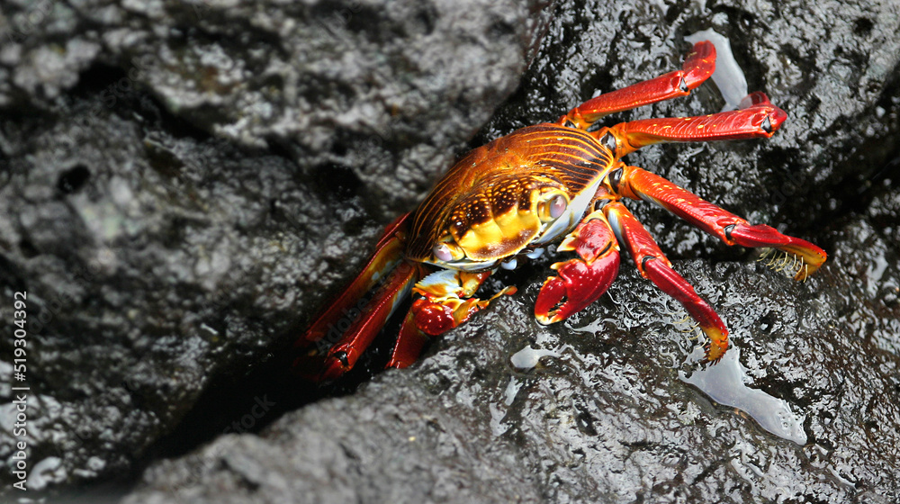 Red Rock Crab, Zayapa, Abuete Negro, Grapsus grapsus, Galápagos National Park, UNESCO, World Heritage Site, Biosphere Reserve, Galápagos Islands, Ecuador, South America Red Rock Crab, Zayapa, Abuete Negro, Grapsus grapsus, Galápagos National Park, UNESCO, World Heritage Site, Biosphere Reserve, Galápagos Islands, Ecuador, South America