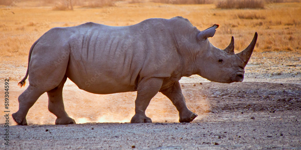 Fototapeta premium White Rhinoceros, Ceratotherium simum, Square-lipped Rhinoceros, Khama Rhino Sanctuary, Serowe, Botswana, Africa