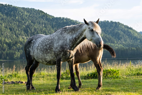 Fotobehang Сute mare with foal grazing on lakeshore