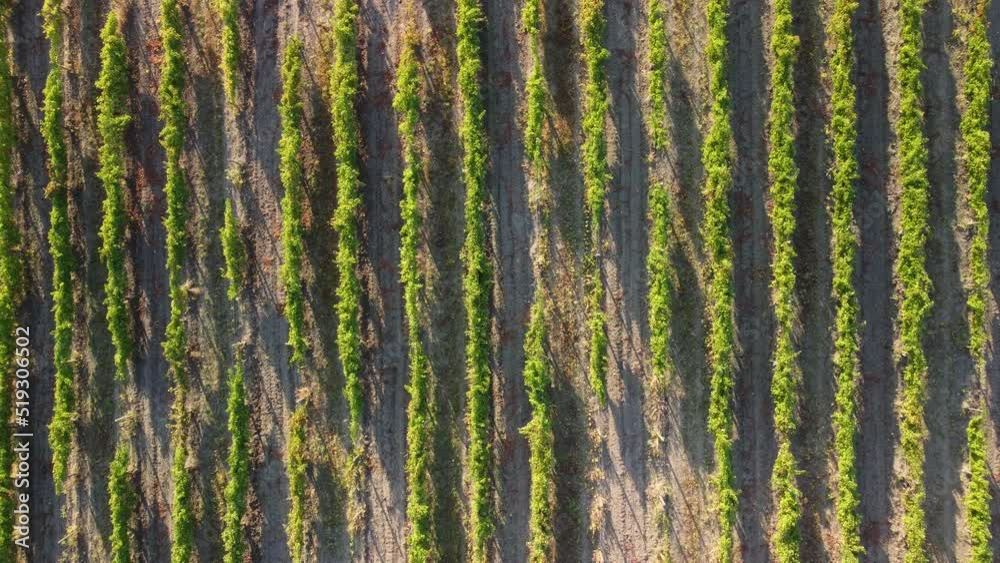 Aerial view of vineyards field plantation on sunset. Cinematic drone aerial view on Green highland valley countryside. Eco farming in wild nature landscape. Tourism, travel concept. Aerial view of vineyards field plantation on sunset. Cinematic drone aerial view on Green highland valley countryside. Eco farming in wild nature landscape. Tourism, travel concept.