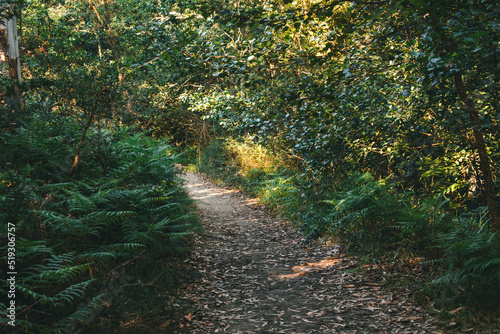 Path next to calm river in nature. Green walking trail in Alvaraes Forest next to Neiva River in Alvaraes Parish Council, Viana do Castelo, Portugal, Europe. photo