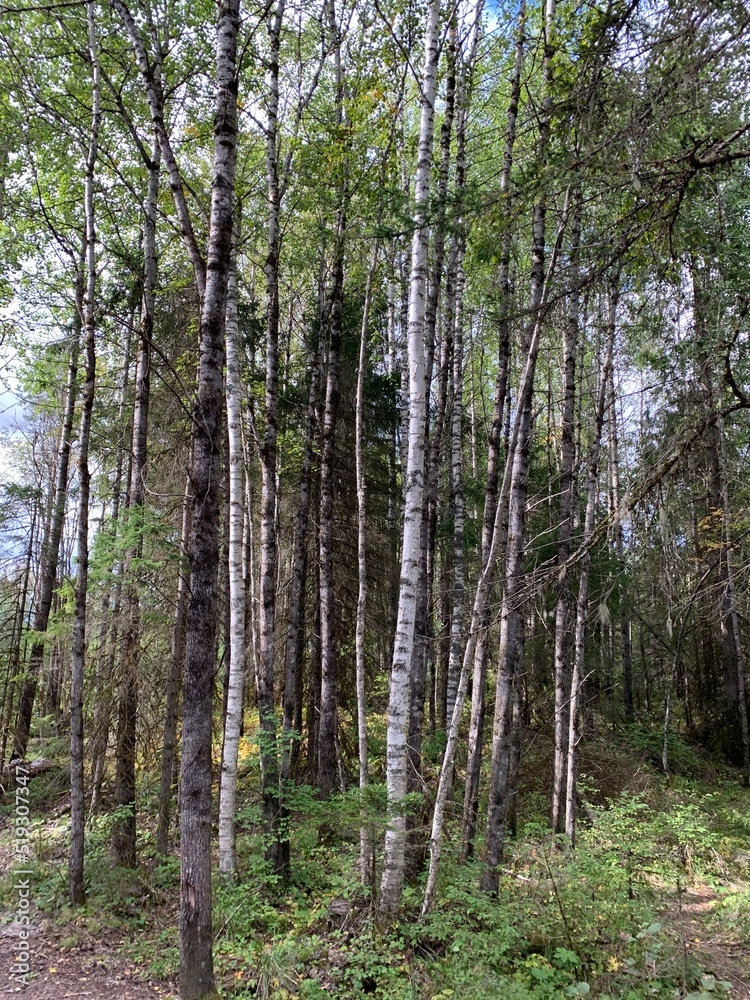Tree trunks in a mixed early autumn forest. Tree trunks in a mixed early autumn forest.