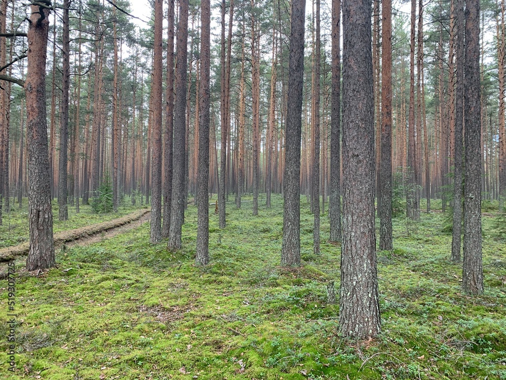 Obraz premium Ground overgrown with green moss, grass and tree trunks