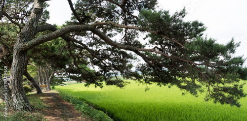 농촌 마을의 푸른 들판과 시원한 소나무 동산.