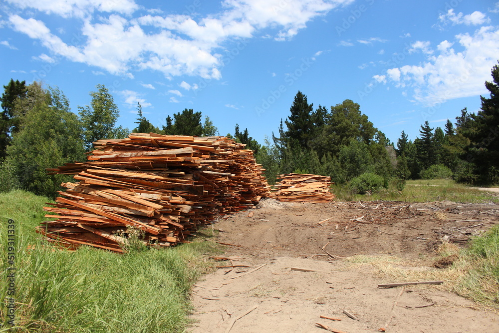 Old Wood Pile, timber or lumber