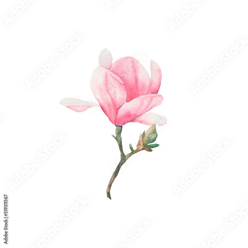 Magnolia watercolor flowers. A sprig of magnolia. Pink magnolia flower. 