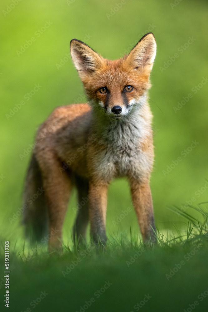 Young red fox portrait at summer morning Young red fox portrait at summer morning