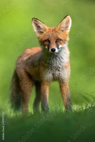Young red fox portrait at summer morning
