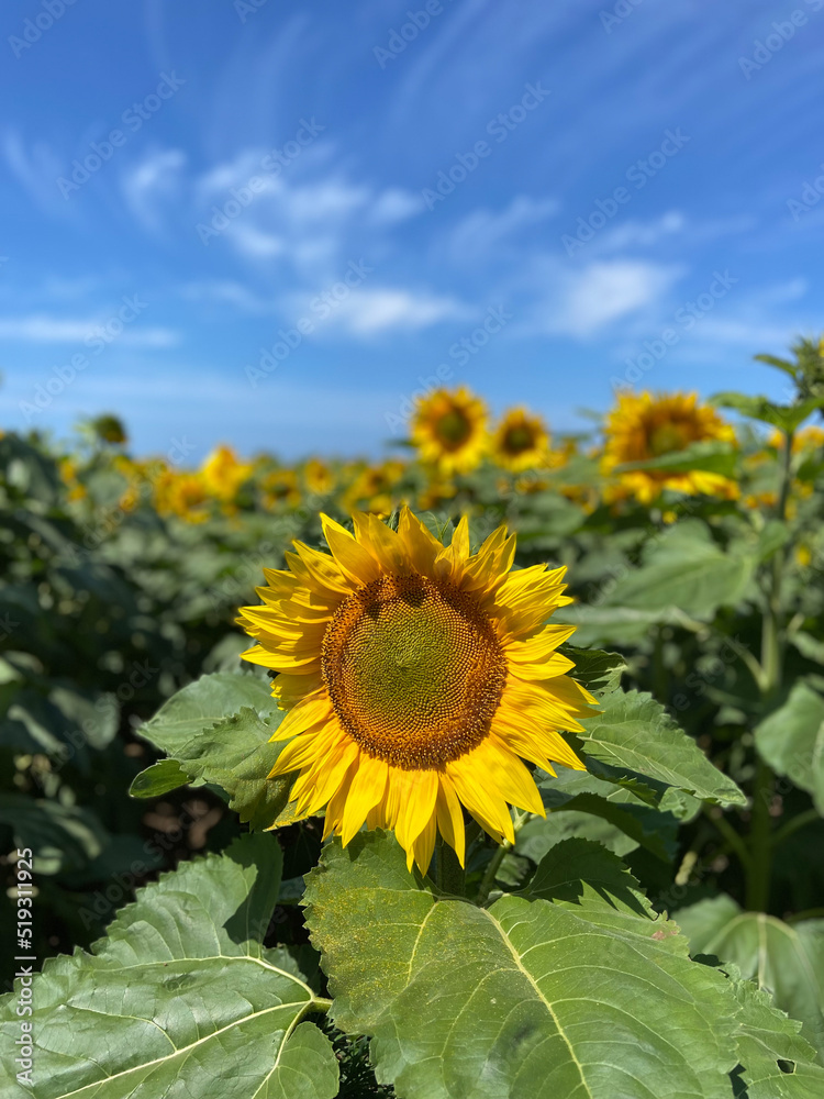 Obraz premium Large yellow sunflowers bloomed on a farm field in summer. The agricultural industry, production of sunflower oil, honey. Healthy ecology organic farming, and nature background.