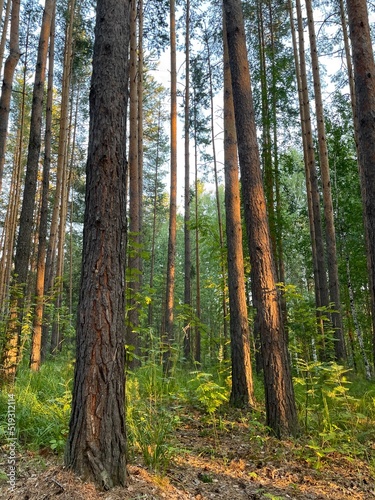 forest in summer