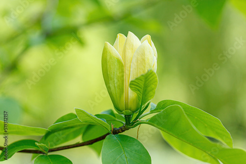 beautiful magnolia branch during yellow flowering