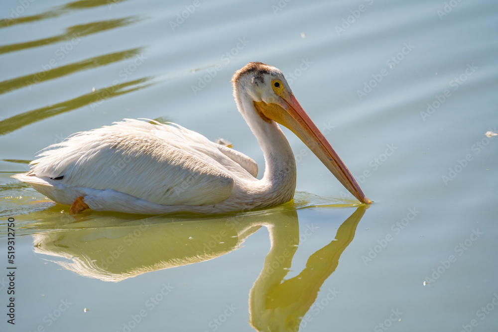 White American Pelican swims in the lake. Wildlife photography. White American Pelican swims in the lake. Wildlife photography.