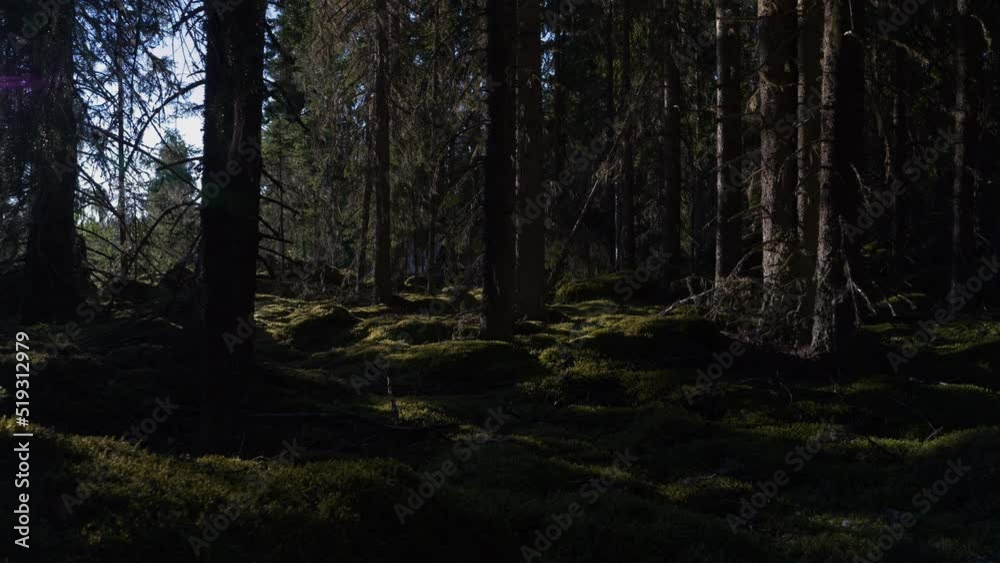 Tranquil scene of Empty Mossy pine forest with Sunlight shadows moving along Landscape, Dolly shot Tranquil scene of Empty Mossy pine forest with Sunlight shadows moving along Landscape, Dolly shot