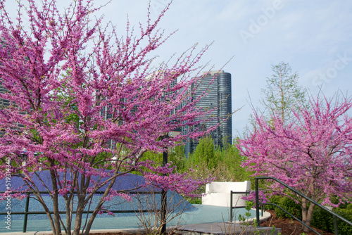 CHICAGO, ILLINOIS, UNITED STATES - May 11, 2018: Pink flowering cherry trees and cherry blossoms at Millennium Park in downtown Chicago