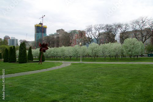 CHICAGO, ILLINOIS, UNITED STATES - May 12, 2018: White blossoming cherry trees and cherry blossoms at Millennium Park in downtown Chicago