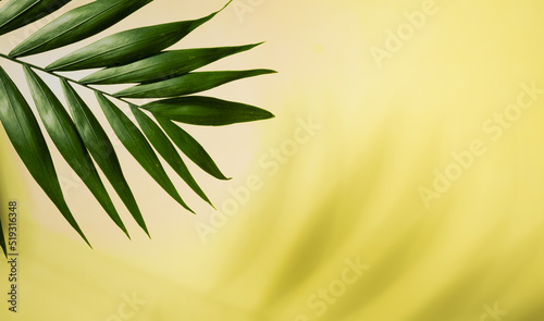 Tropical green palm leaf and shadows on a yellow background. Copy space. Summer backdrop