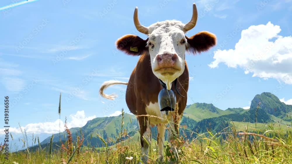 brown cow in Switzerland