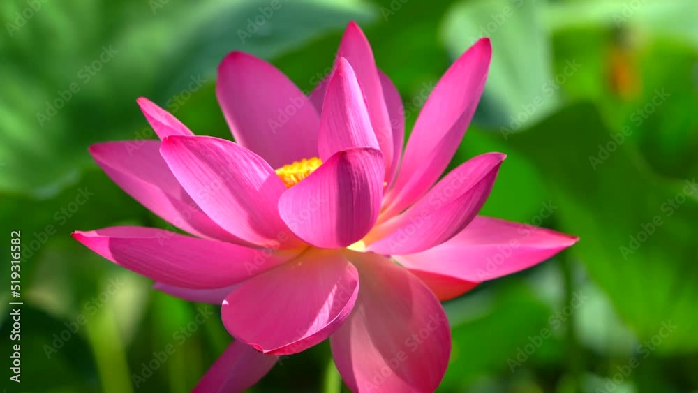 An open lotus flower. A close-up shot in sunny windy weather in July at a recreation center in the suburbs. In the Far East of Russia in the Khabarovsk Territory, the city of Khabarovsk. An open lotus flower. A close-up shot in sunny windy weather in July at a recreation center in the suburbs. In the Far East of Russia in the Khabarovsk Territory, the city of Khabarovsk.