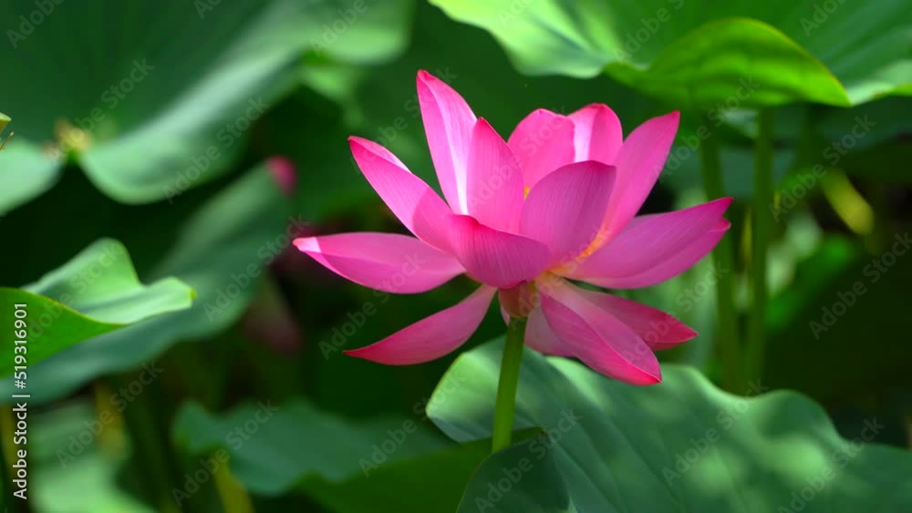 An open lotus flower. A close-up shot in sunny windy weather in July at a recreation center in the suburbs. In the Far East of Russia in the Khabarovsk Territory, the city of Khabarovsk. An open lotus flower. A close-up shot in sunny windy weather in July at a recreation center in the suburbs. In the Far East of Russia in the Khabarovsk Territory, the city of Khabarovsk.