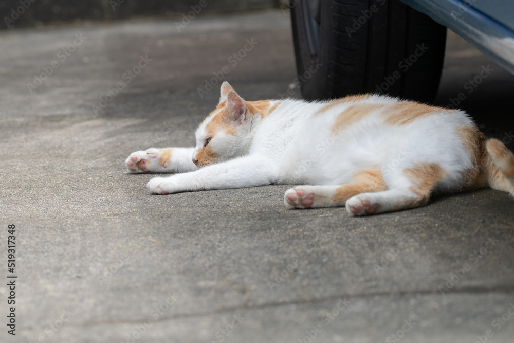 車の下で眠る猫 茶白猫 車の下で眠る猫 茶白猫