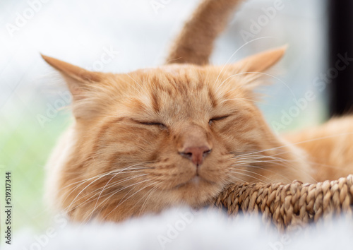 眠る猫 茶トラ猫