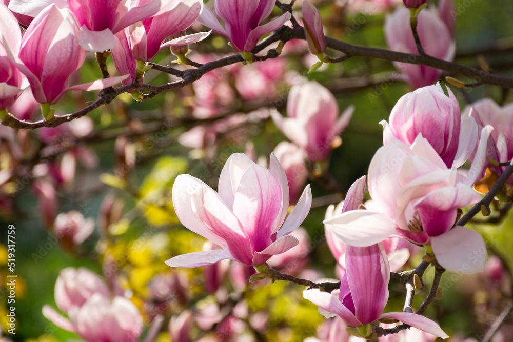 magnolia tree blossom background. pink flower on the branch in summer. natural soft bokeh of a botanical garden