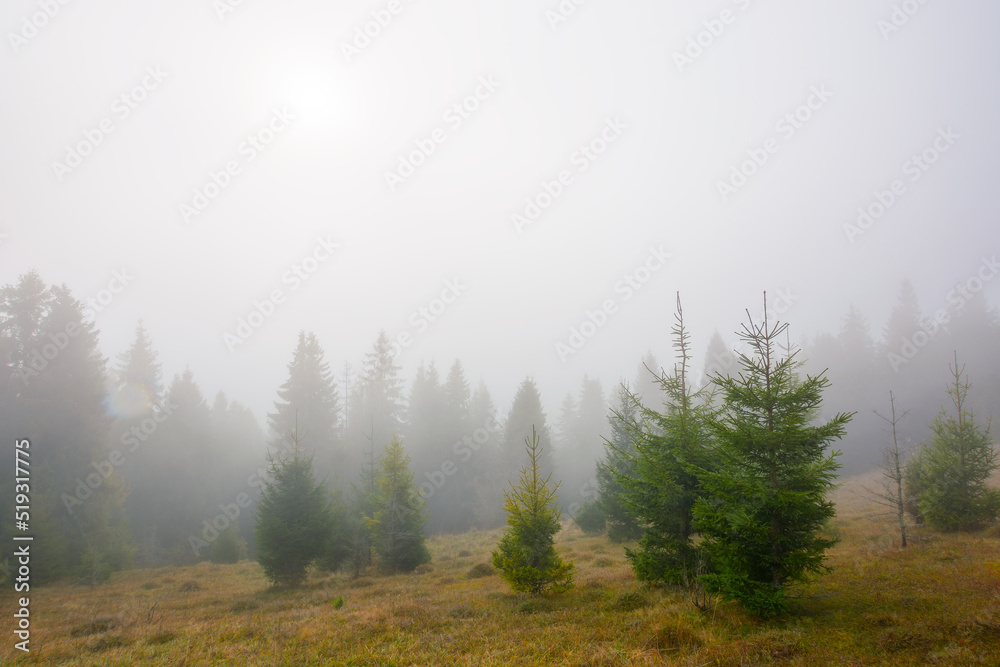 countryside landscape on a misty morning in autumn. mysterious nature scenery with fir forest and hill in weathered grass beneath an overcast sky