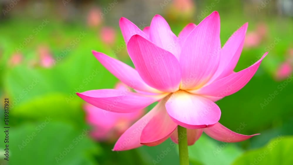 An open lotus flower. A close-up shot in sunny windy weather in July at a recreation center in the suburbs. In the Far East of Russia in the Khabarovsk Territory, the city of Khabarovsk. An open lotus flower. A close-up shot in sunny windy weather in July at a recreation center in the suburbs. In the Far East of Russia in the Khabarovsk Territory, the city of Khabarovsk.