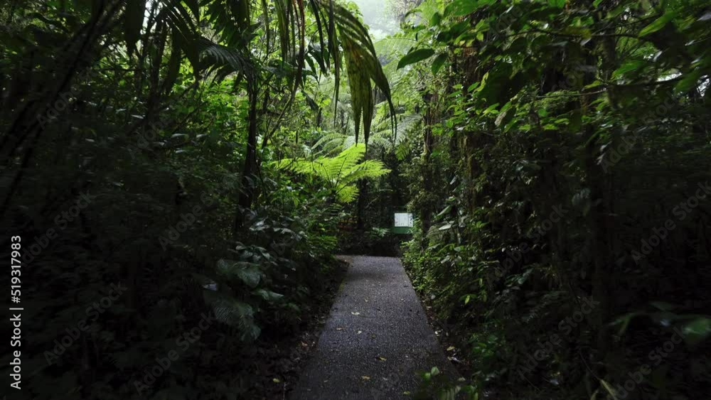 hiking trekking path trail in Monteverde Costa Rica  natural reserve deep wilderness jungle travel expedition