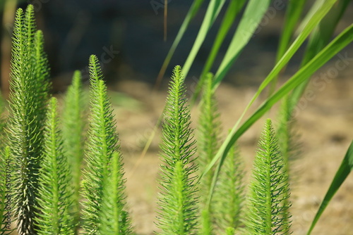 Green marsh plants growing in dry summer season