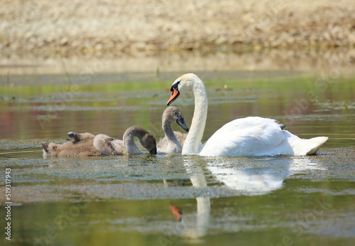 Swans family feeding in the low water lake