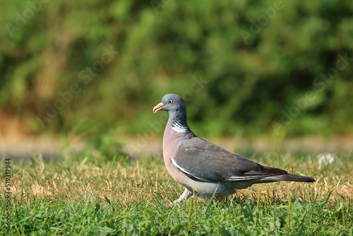 Common wood pigeon on meadow