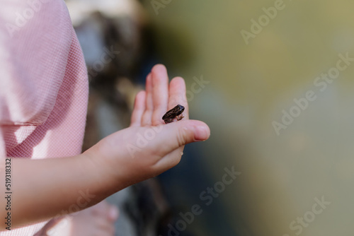 Close-up of little girl holding small wild frog. Curious child watching and exploring animals in nature. © Halfpoint
