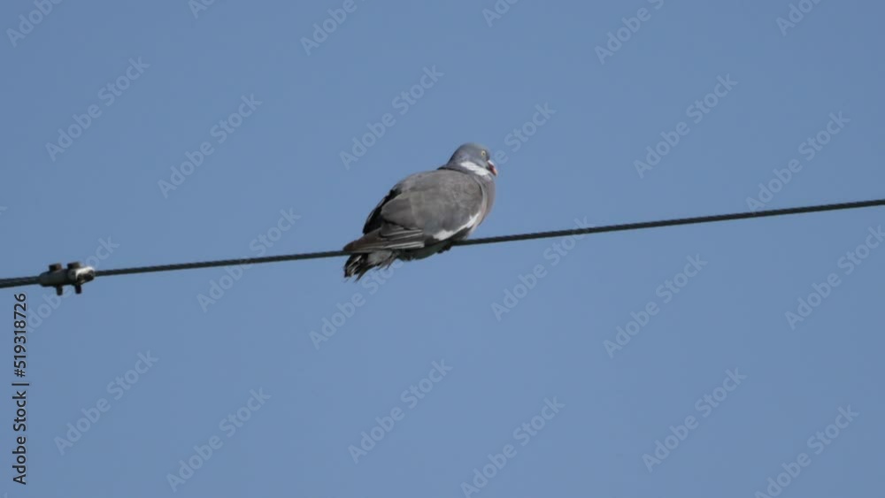 Dove Sitting on a Rural Powerline on a Hot Summer Day with Blue Sky Dove Sitting on a Rural Powerline on a Hot Summer Day with Blue Sky