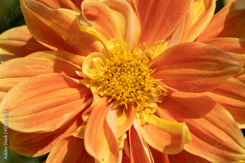 Orange apricot dahlia s blooming in the dutch flower garden in summer  close up and macro