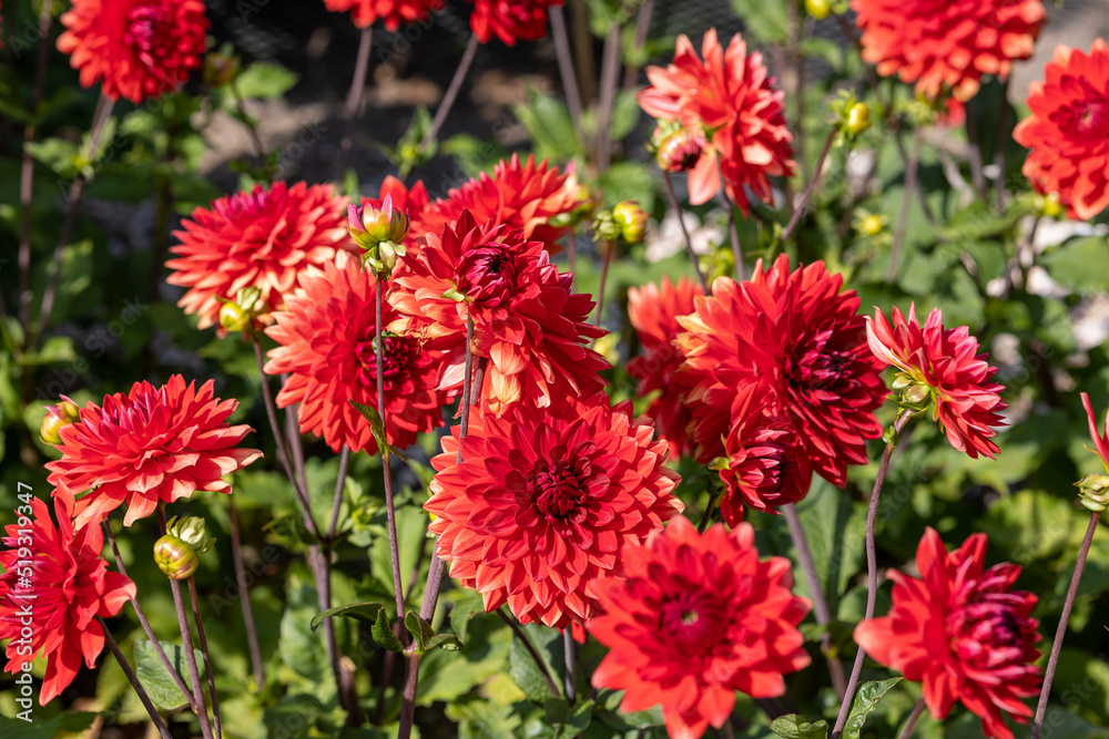 Bright red dahlia blooming in the dutch flower garden in summer, close up and macro Bright red dahlia blooming in the dutch flower garden in summer, close up and macro