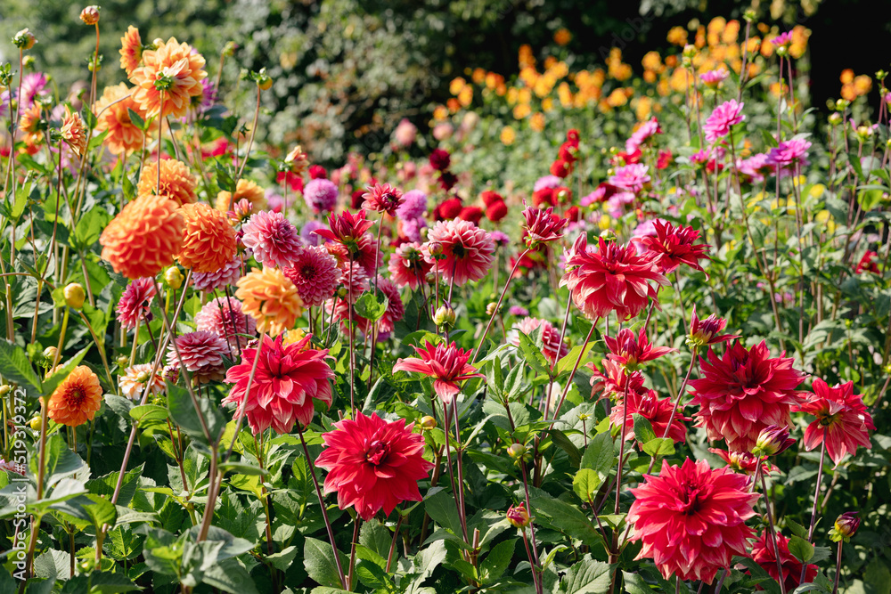 Big variety of different sorts of dahlia's in the dutch colourful summer garden