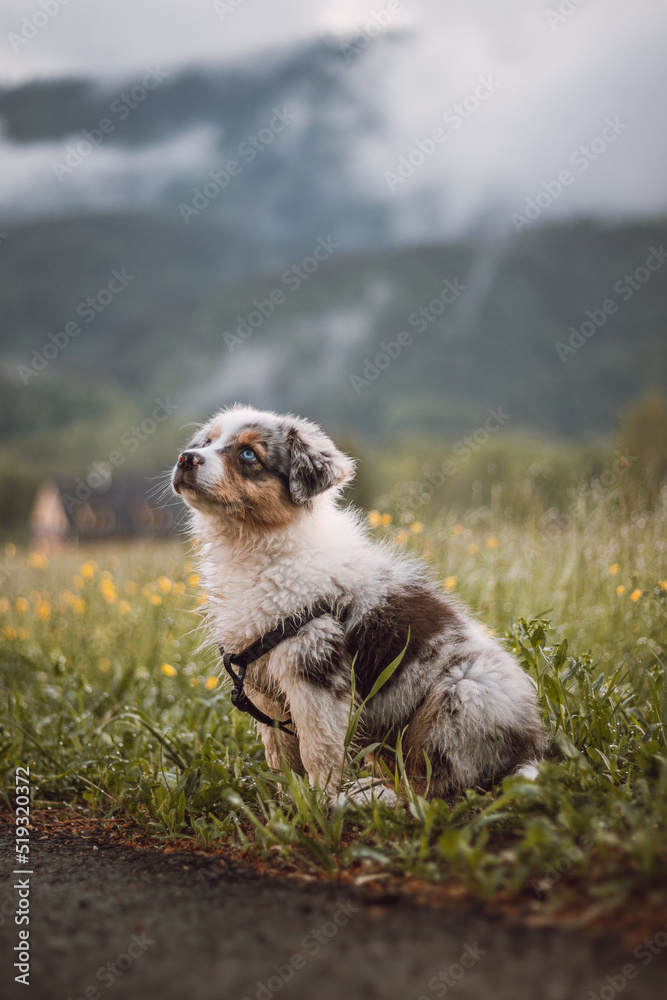 Australian Shepherd puppy sits on the side of the road, waiting obediently for his master. Cute blue merle in front of the mountains in the fog