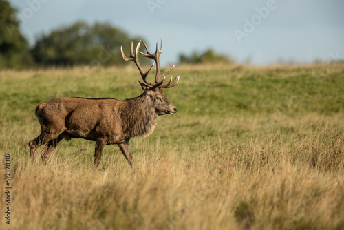 Close up of a red deer stag in autumn, UK.