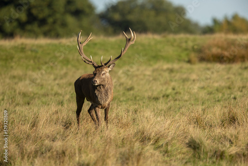 Close up of a red deer stag Cervus elaphus in autumn  UK.