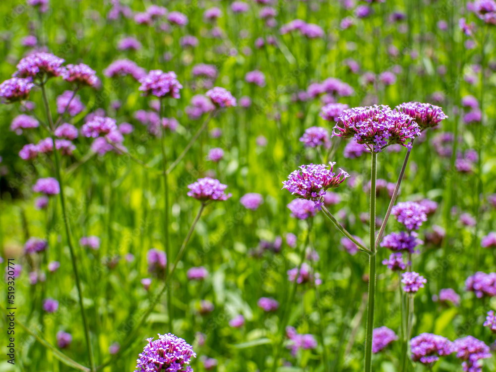 purple flowers on a green background under bright morning light