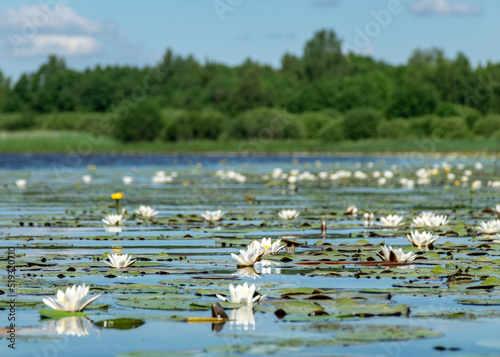 aquatic vegetation at the river bank on a sunny summer day, the lotus background photo is very beautiful in a water pot, Salaca river, Burtnieki lake, Latvija