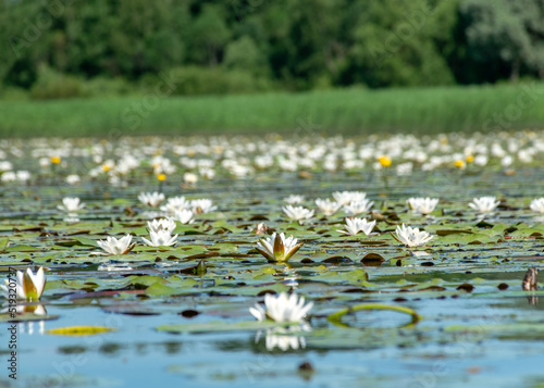 aquatic vegetation at the river bank on a sunny summer day, the lotus background photo is very beautiful in a water pot, Salaca river, Burtnieki lake, Latvija