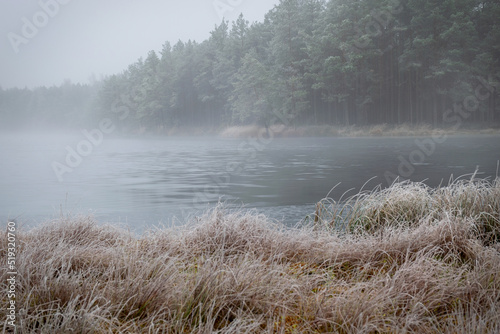 fog landscape with the first frost by the bog lake, frosted in the hall in the foreground, the horizon blurred in the fog