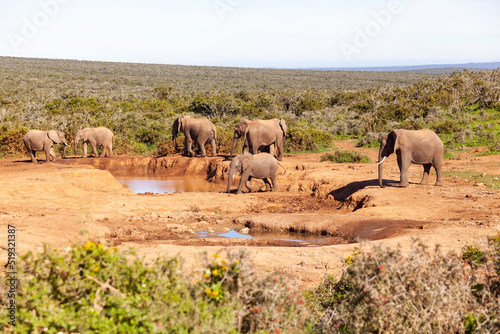 A herd of elephants refreshing themselves at a watering hole in Addo elephant park, South Africa.